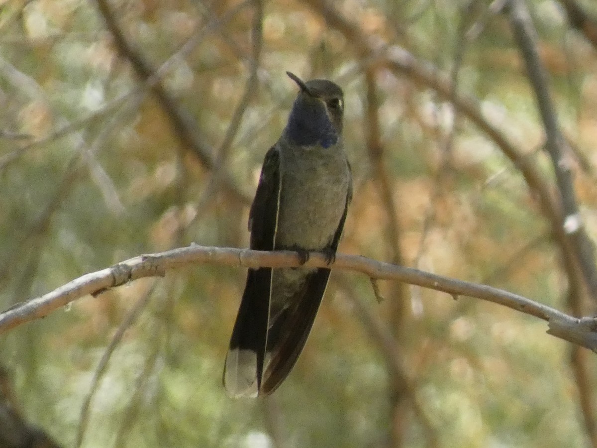 kolibřík blankytohrdlý - ML619284237