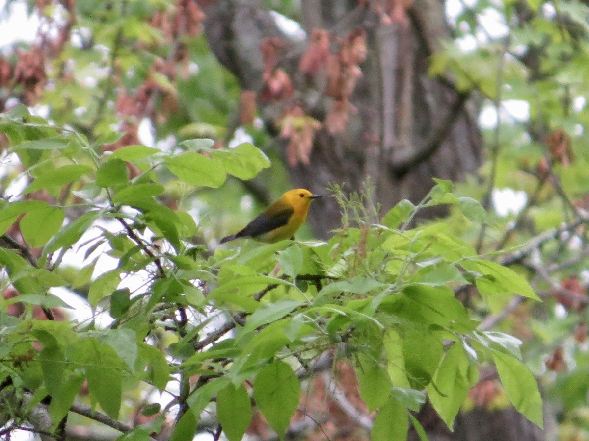 Prothonotary Warbler - ML619284262
