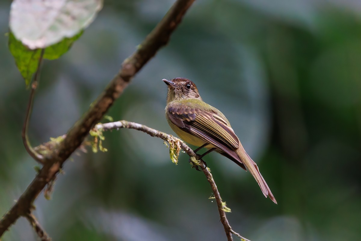 Sepia-capped Flycatcher - ML619284270