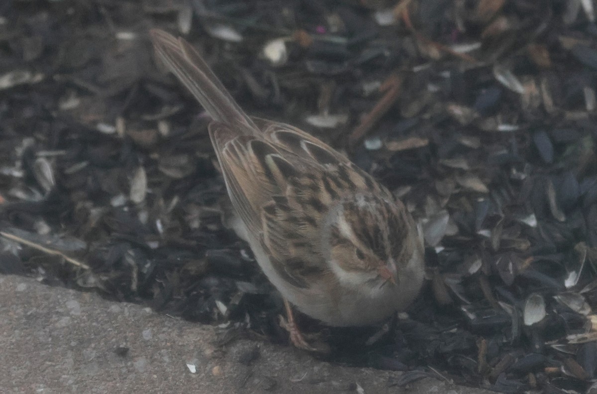 Clay-colored Sparrow - ML619284341
