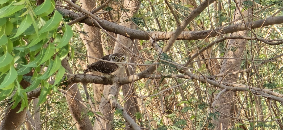 Spotted Owlet - ML619284490