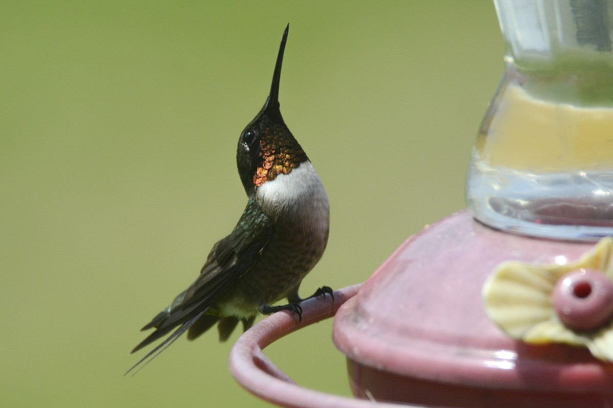 Ruby-throated Hummingbird - ML619284538