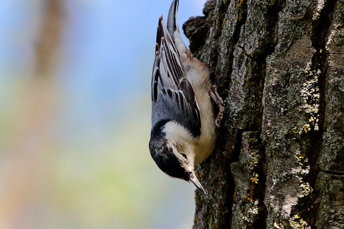 White-breasted Nuthatch - ML619284566