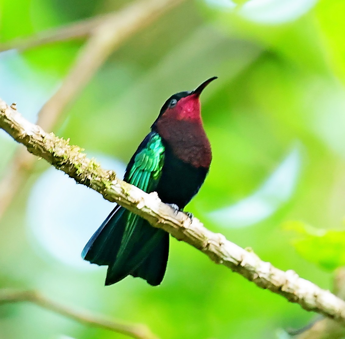 kolibřík nachovohrdlý - ML619284587