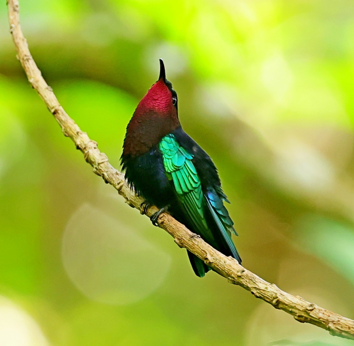 kolibřík nachovohrdlý - ML619284590