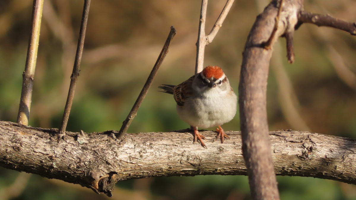 Chipping Sparrow - ML619284614