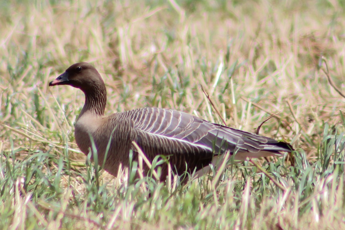 Pink-footed Goose - ML619284634