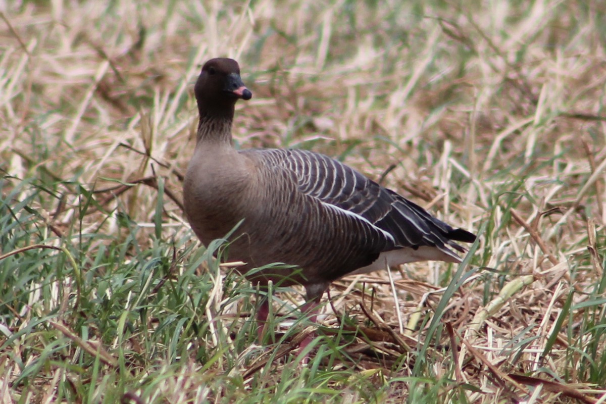 Pink-footed Goose - ML619284638