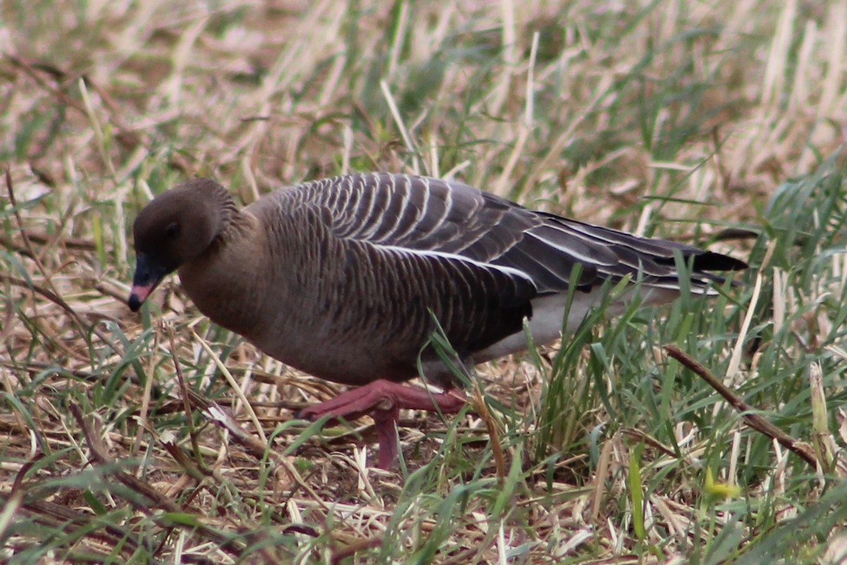 Pink-footed Goose - ML619284639