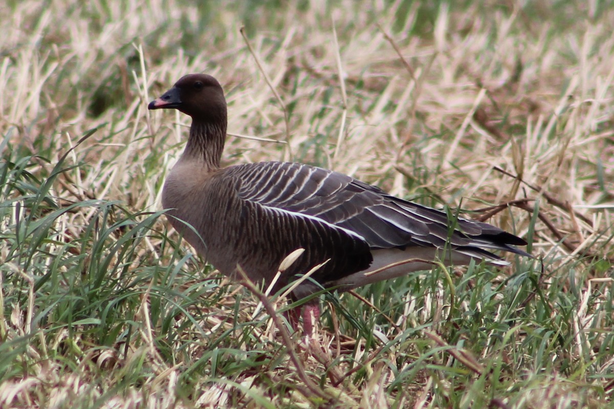 Pink-footed Goose - ML619284640