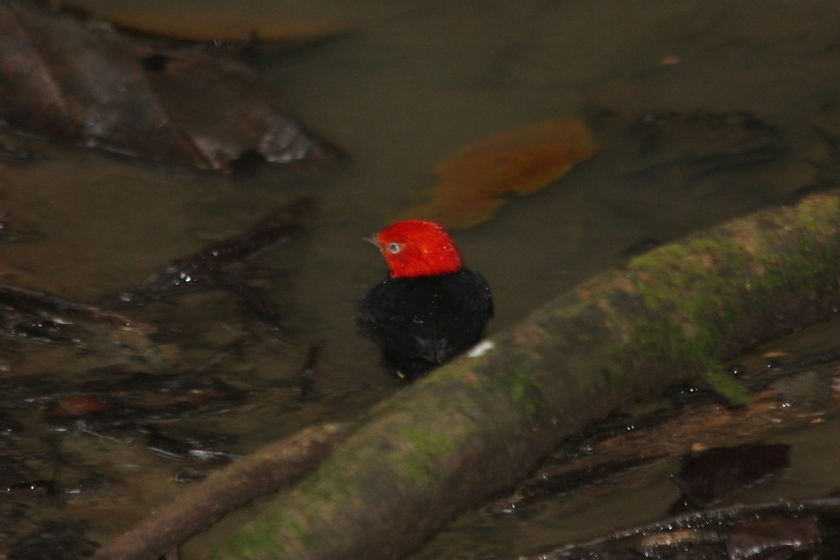 Red-capped Manakin - ML619284661