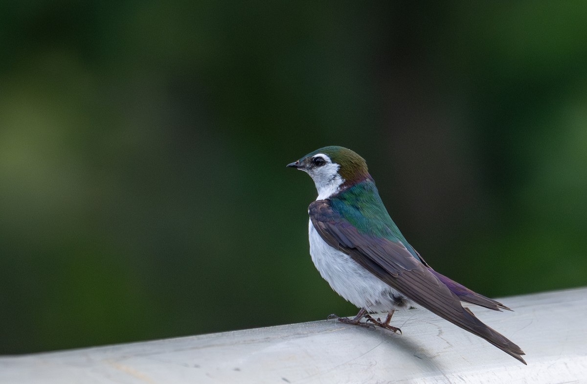 Violet-green Swallow - ML619284675