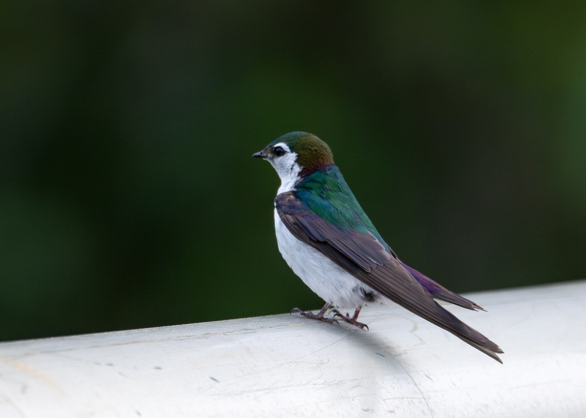 Violet-green Swallow - ML619284676