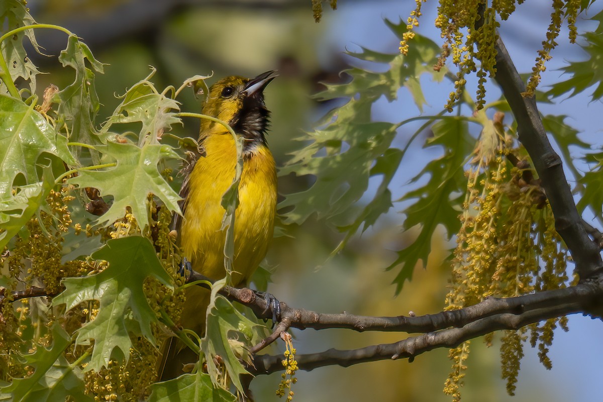 Orchard Oriole - ML619284677