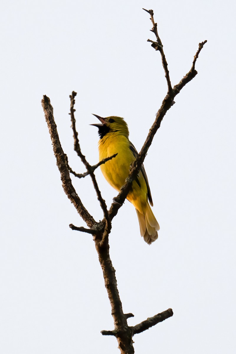 Orchard Oriole - ML619284681