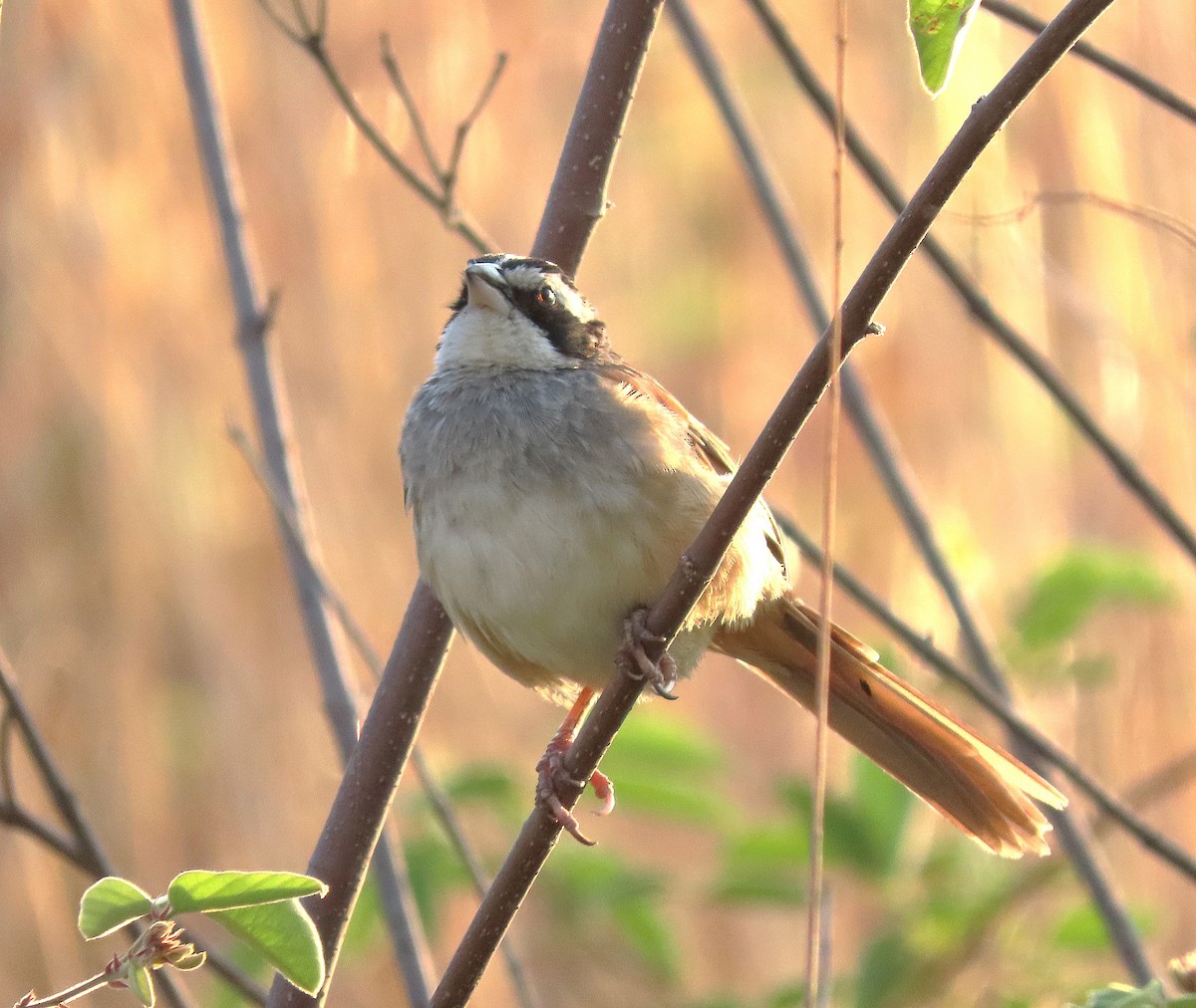 Stripe-headed Sparrow - ML619284712