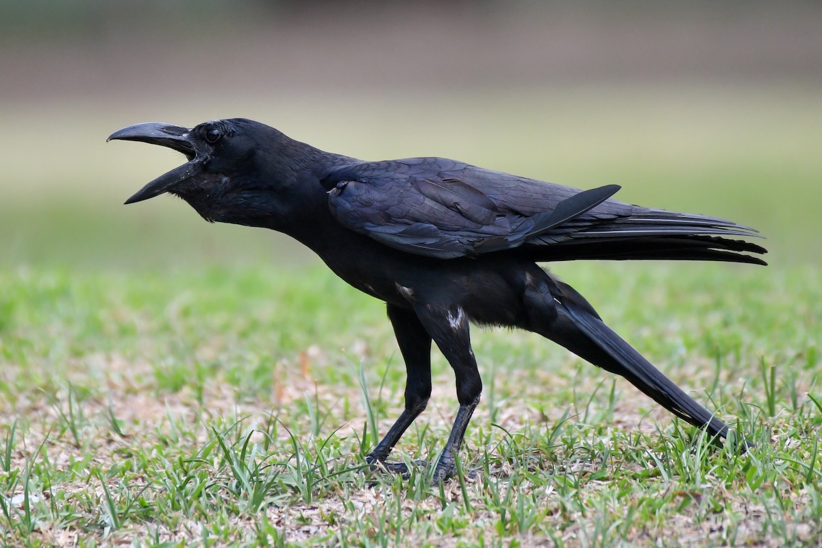 Large-billed Crow (Eastern) - ML619284731