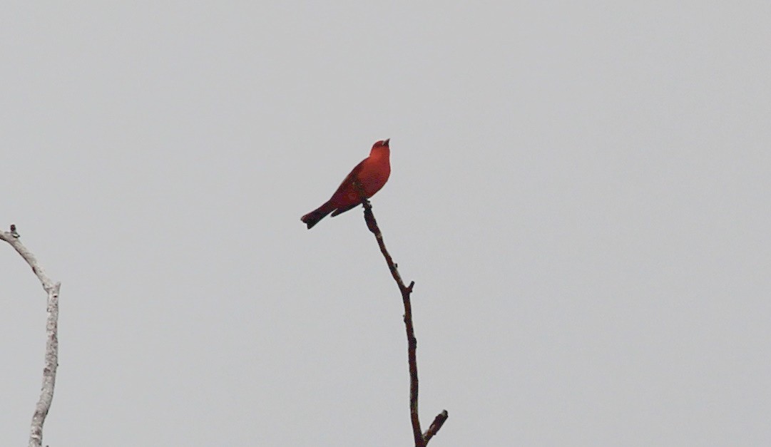 Scarlet Tanager - ML619284754