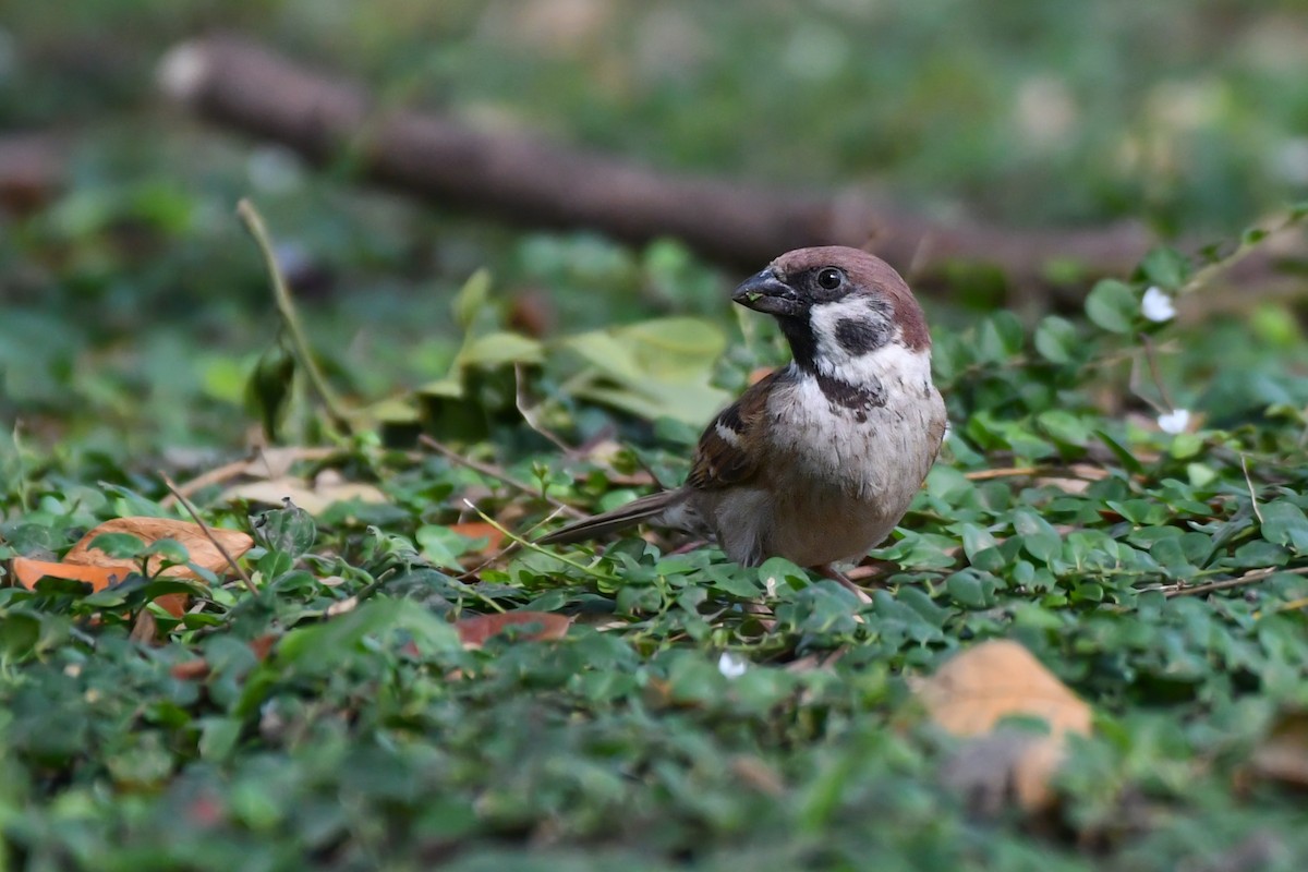 Eurasian Tree Sparrow - ML619284775
