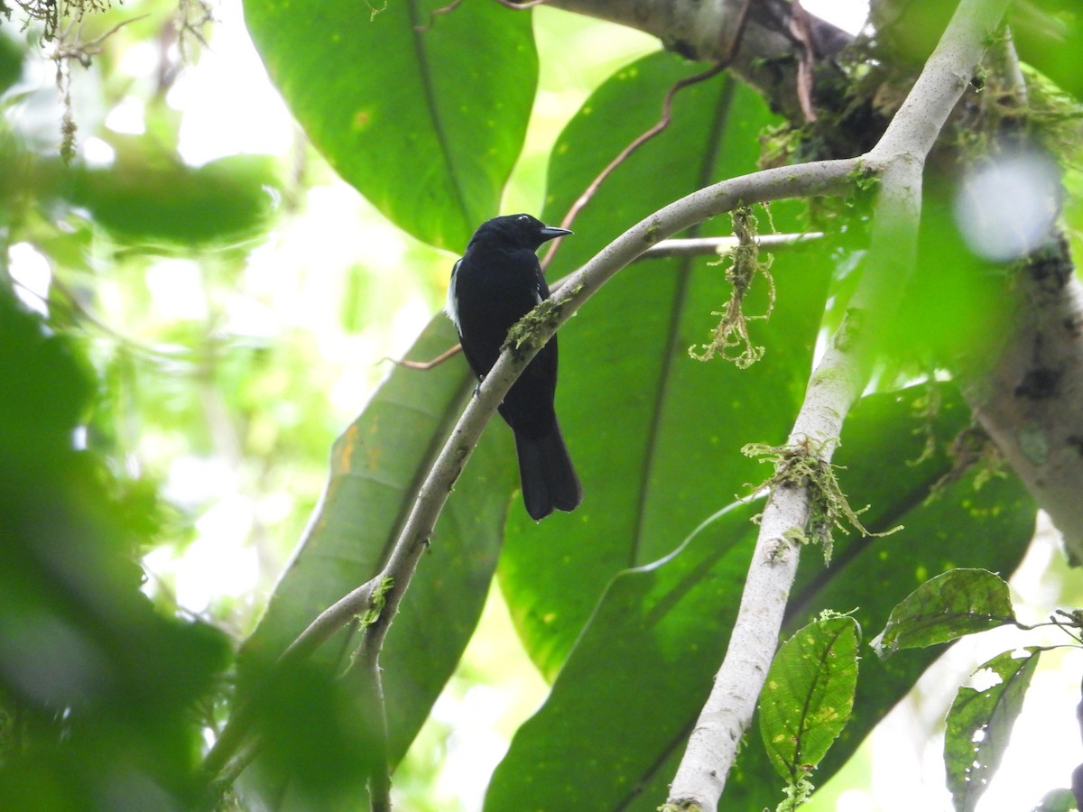 White-shouldered Tanager - ML619284848