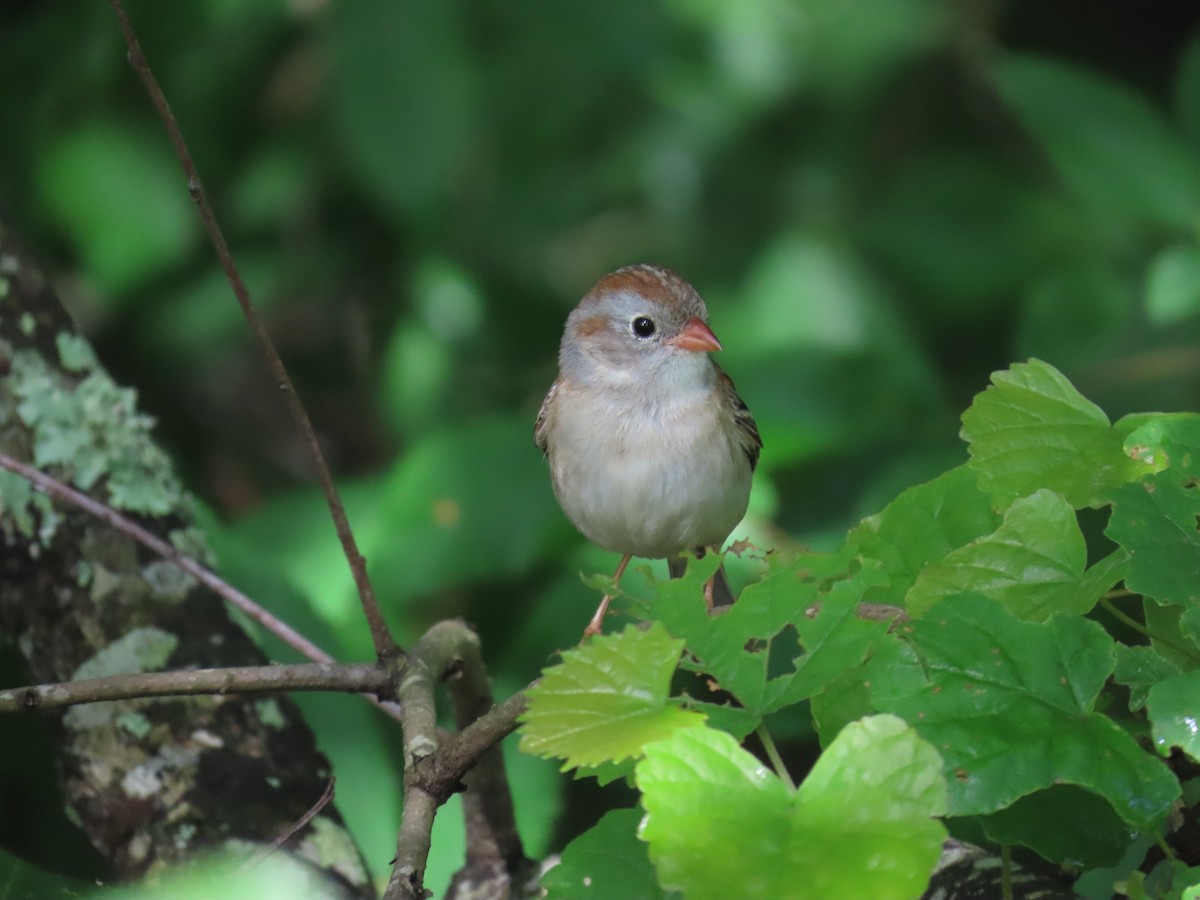 Field Sparrow - ML619284885