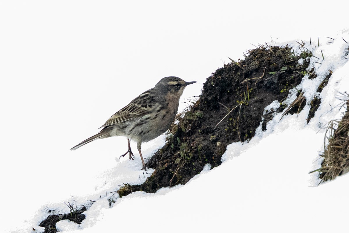 Rosy Pipit - ML619284912