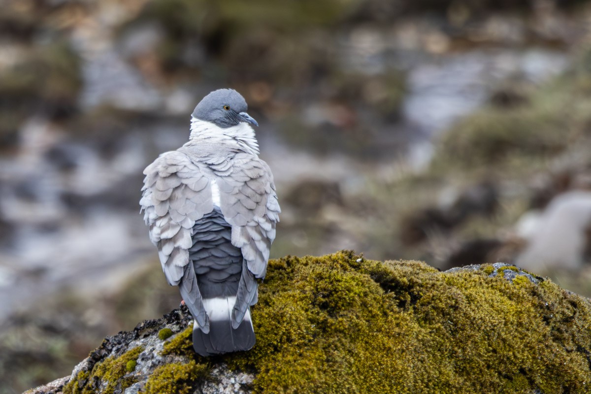 Snow Pigeon - ML619284963