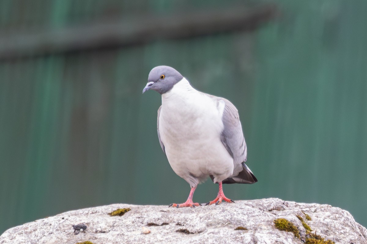 Pigeon des neiges - ML619284967