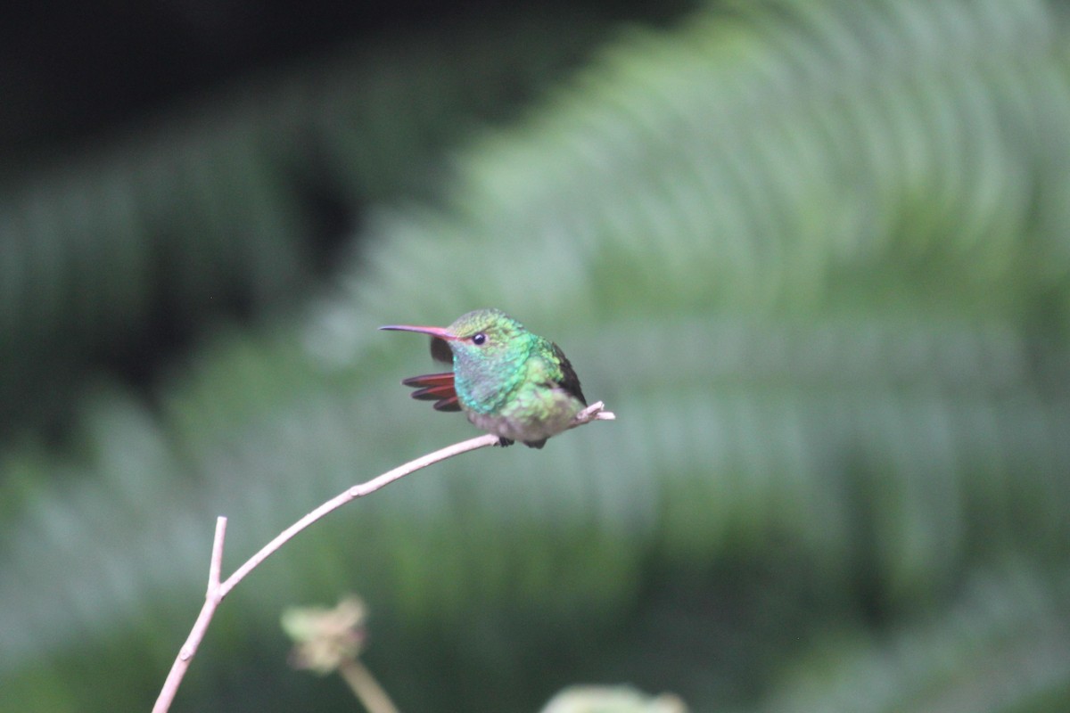 Rufous-tailed Hummingbird - ML619284980