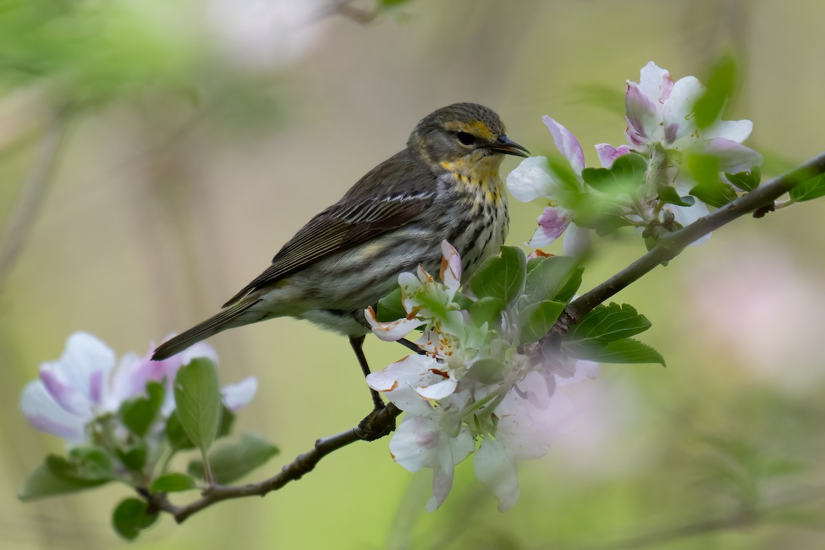 Cape May Warbler - ML619285044