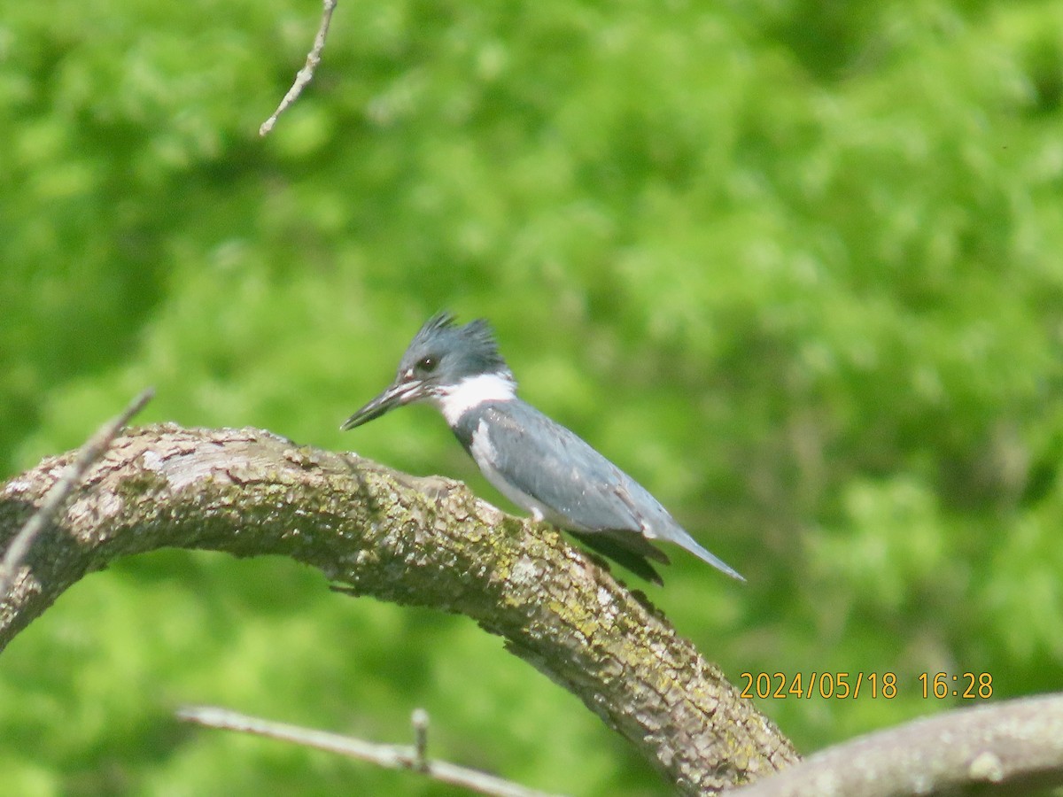 Belted Kingfisher - ML619285054
