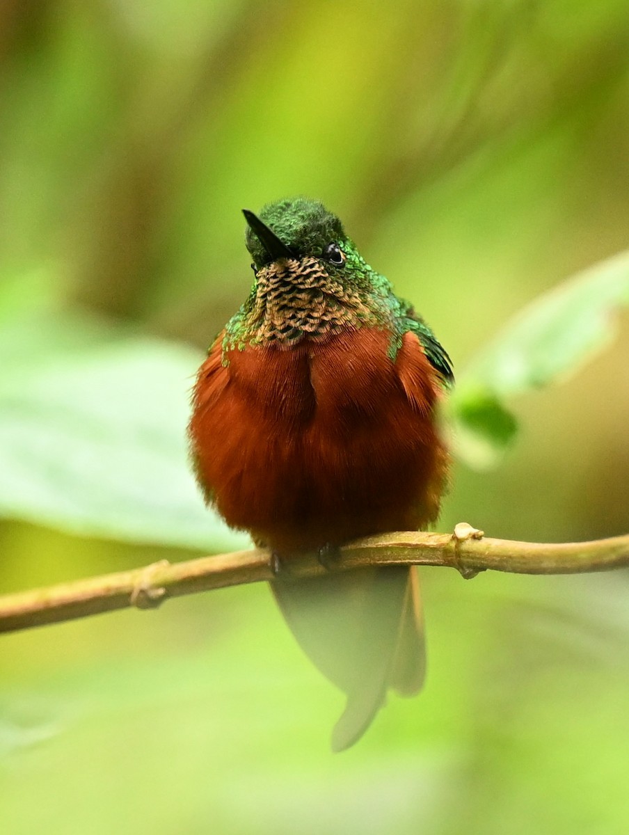kolibřík peruánský - ML619285144