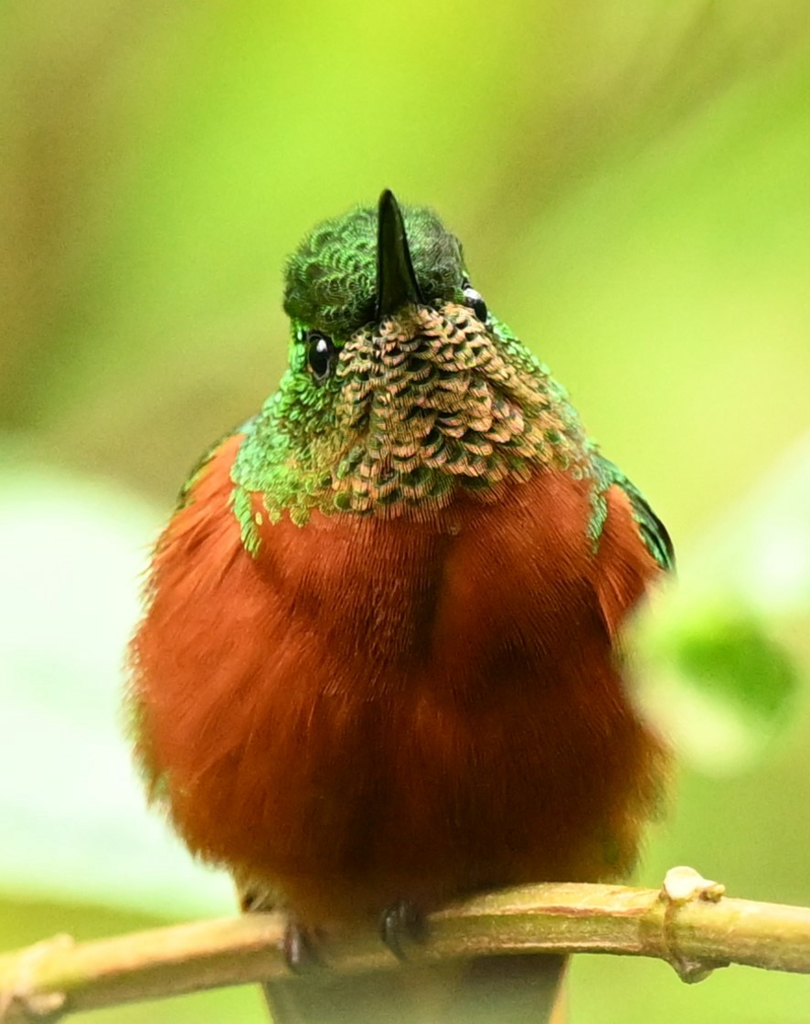 kolibřík peruánský - ML619285145