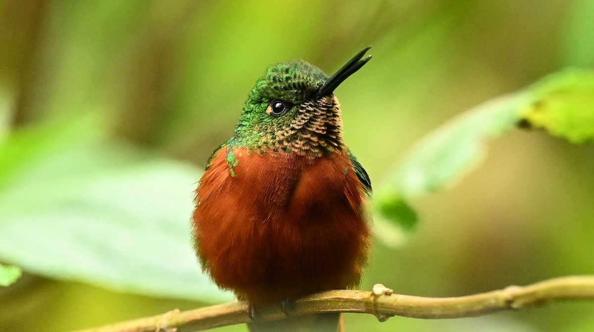 kolibřík peruánský - ML619285146