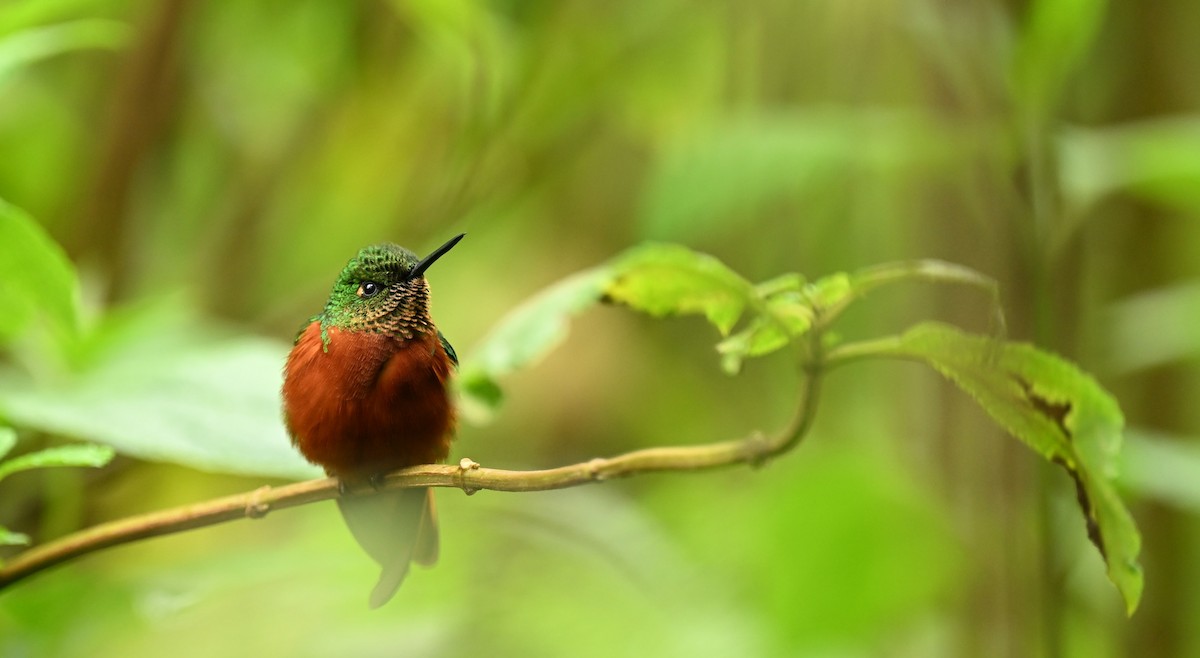kolibřík peruánský - ML619285147