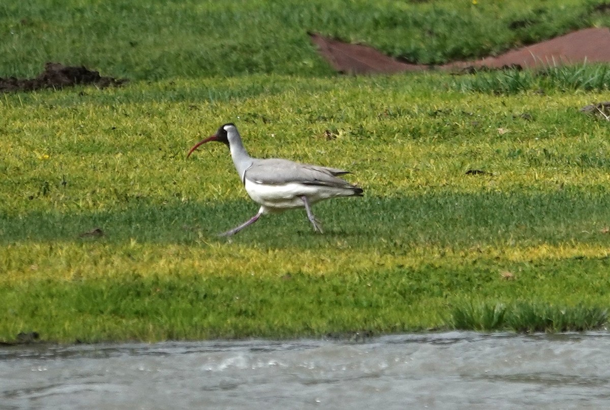 Bec-d'ibis tibétain - ML619285150