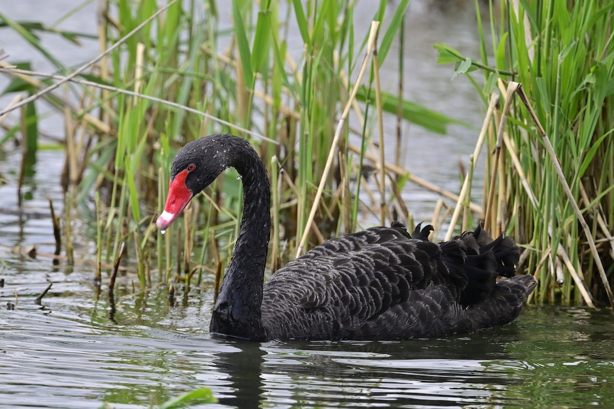 Black Swan - ML619285155