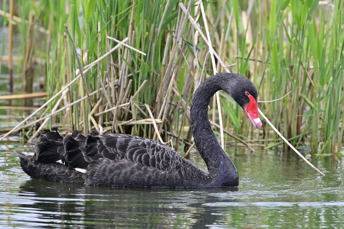 Black Swan - ML619285157