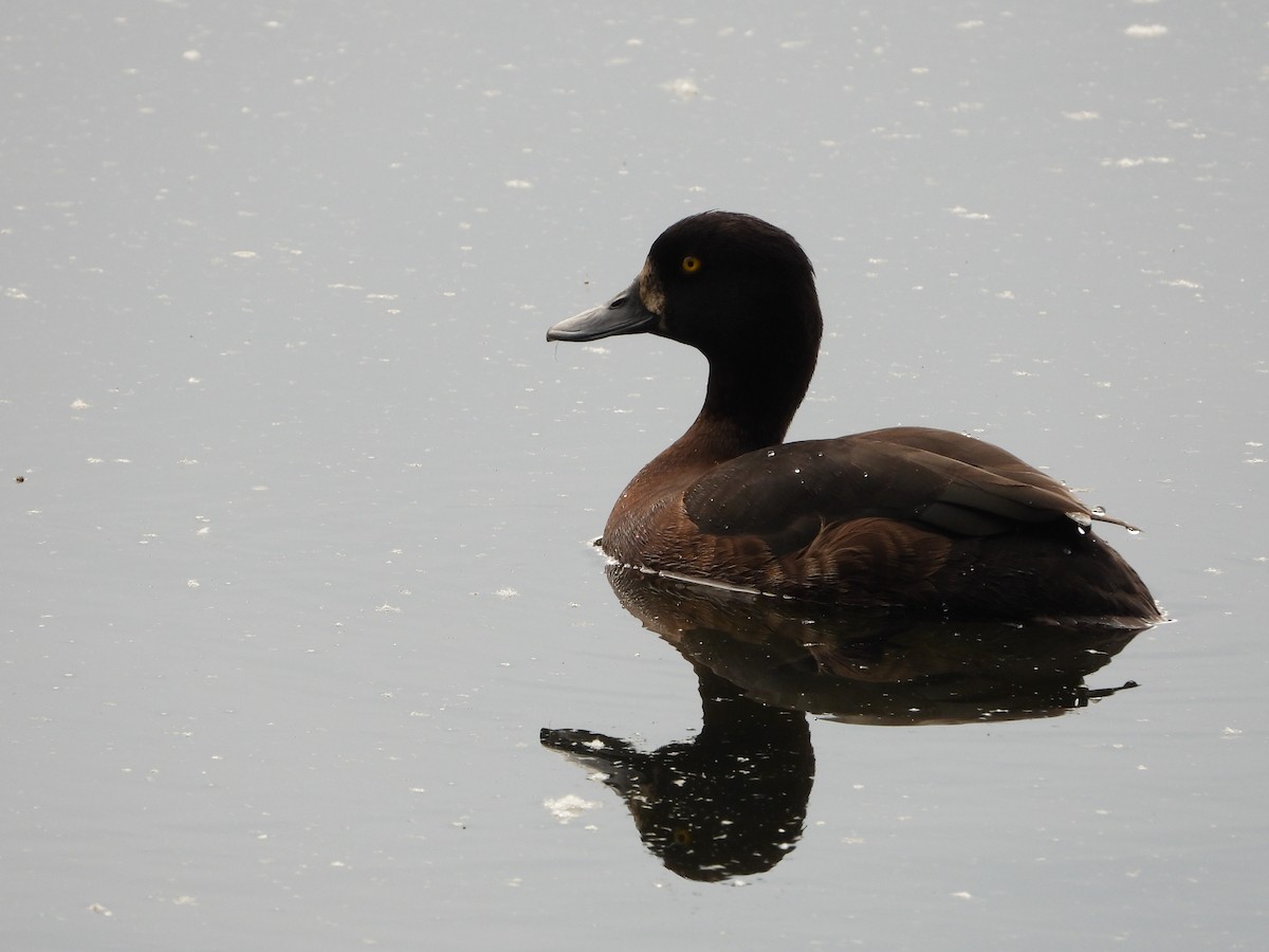 Tufted Duck - ML619285163