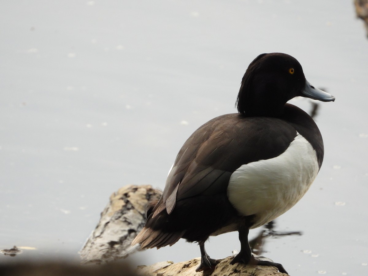 Tufted Duck - ML619285164