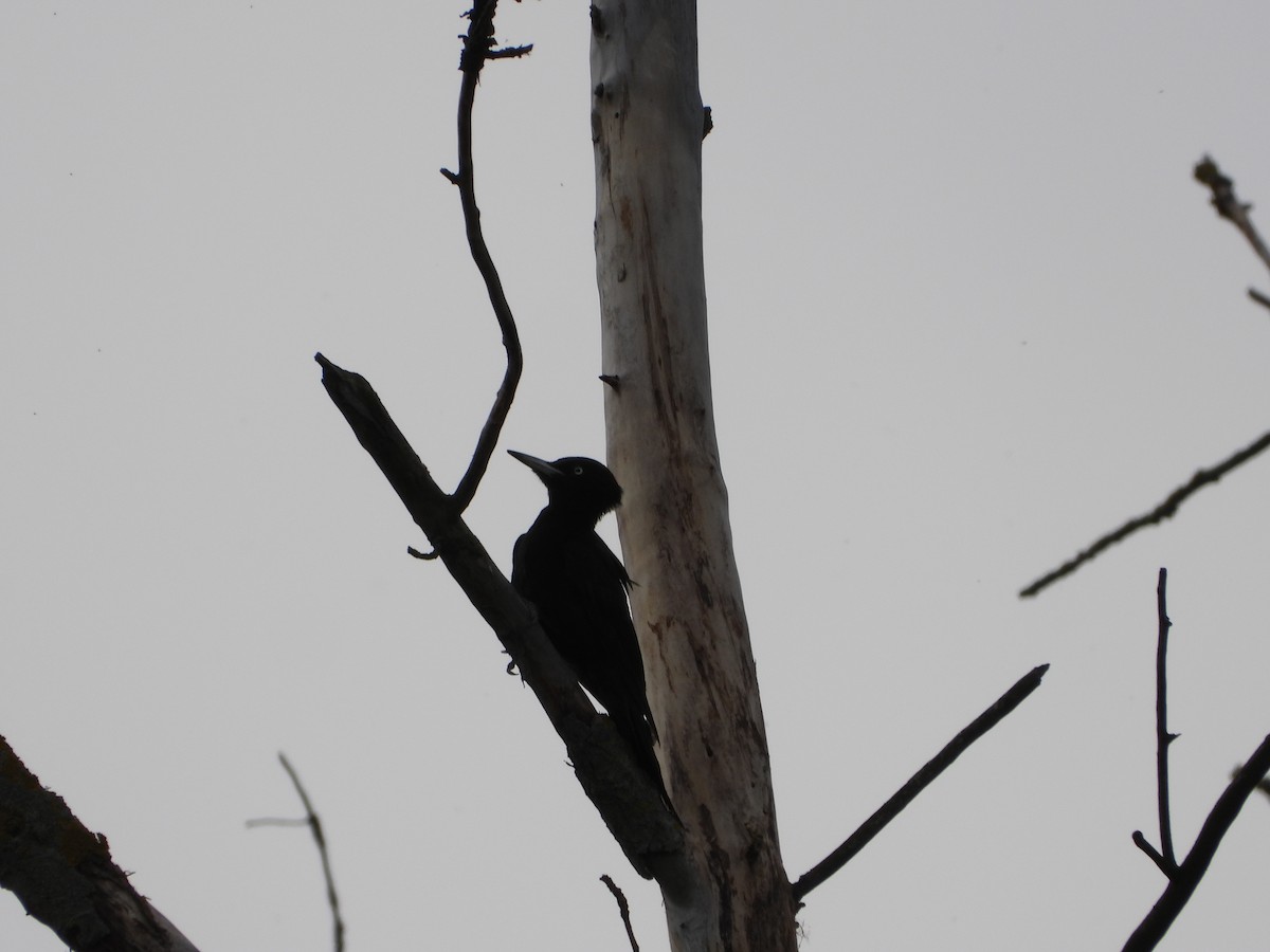 Black Woodpecker - ML619285229