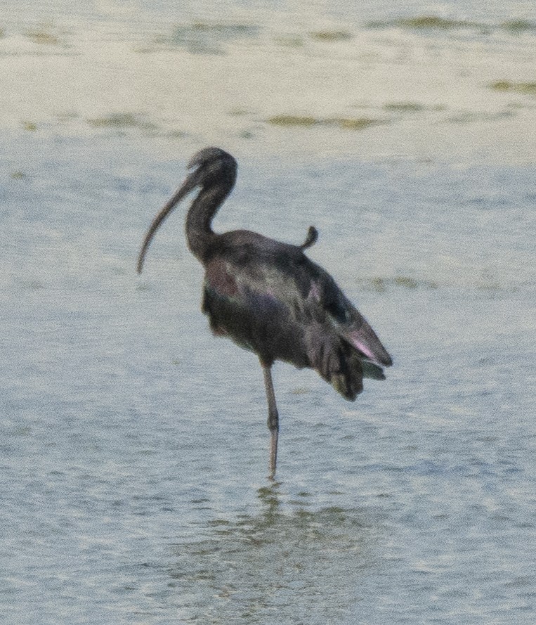ibis hnědý - ML619285232