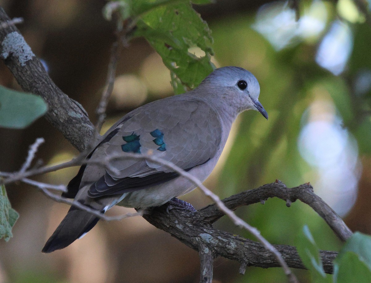Emerald-spotted Wood-Dove - ML619285240