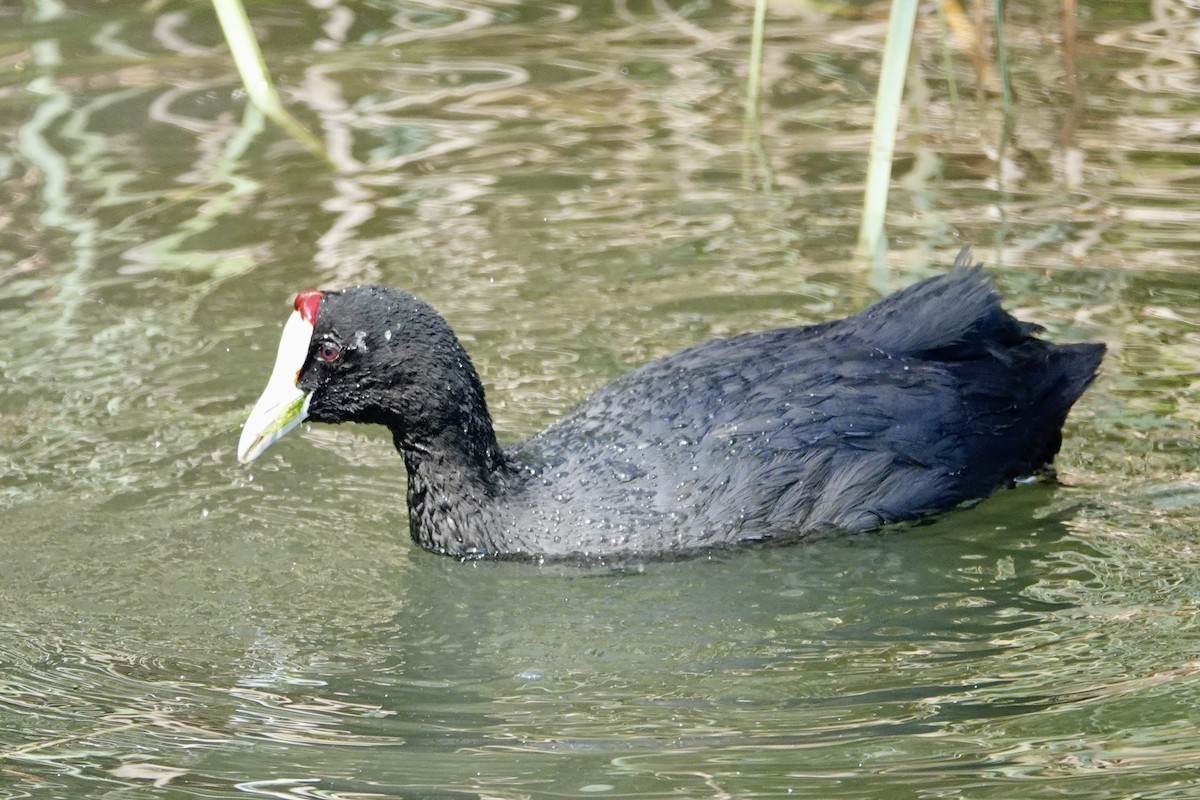 Red-knobbed Coot - ML619285270