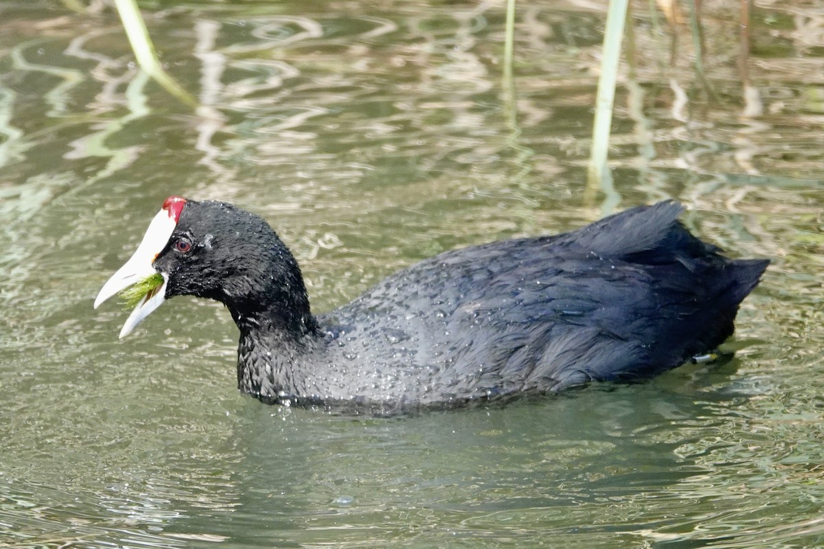 Red-knobbed Coot - ML619285271