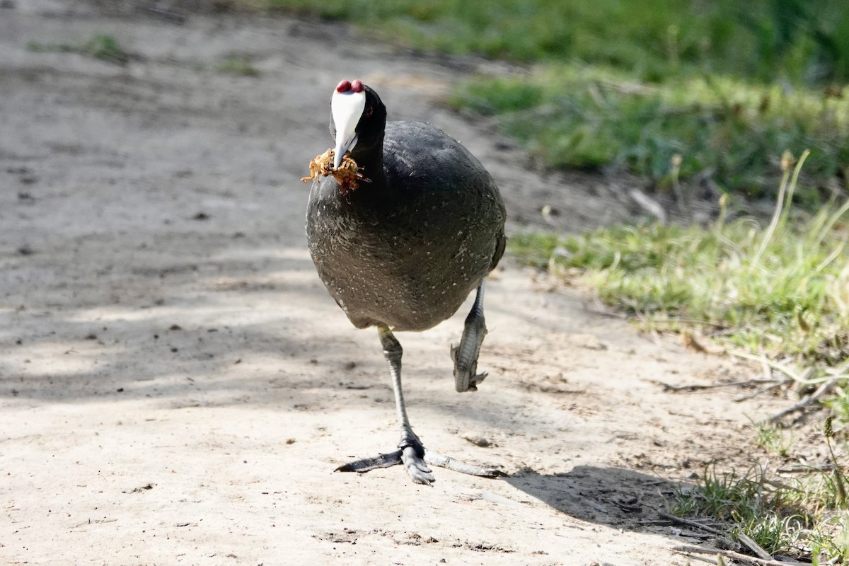 Red-knobbed Coot - ML619285272
