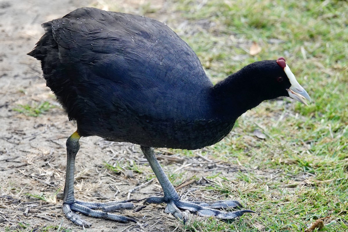 Red-knobbed Coot - ML619285273