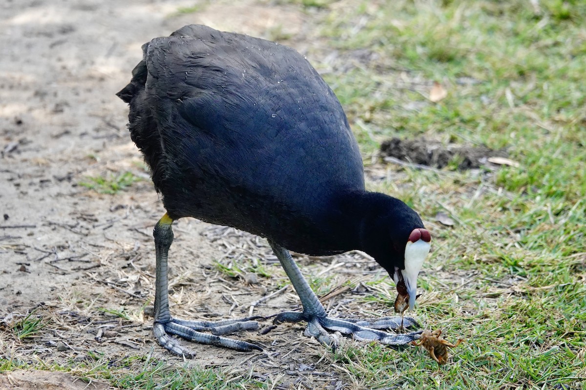 Red-knobbed Coot - ML619285274