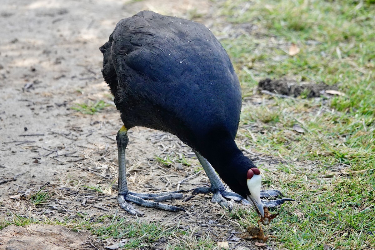 Red-knobbed Coot - ML619285275