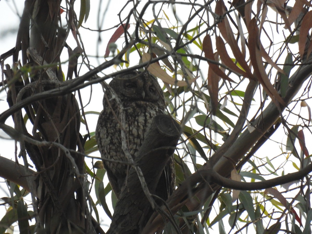 Tawny Owl - ML619285313